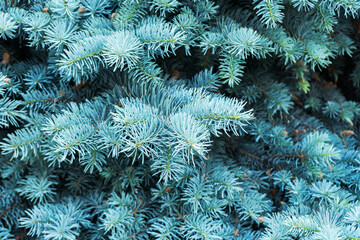 Background fromblue pine fir branches. Texture of blue pine fir branches. Christmas background for your creative idea.