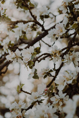 Frühling Blüten