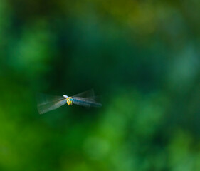 Emperor dragonfly or blue emperor (Anax imperator)