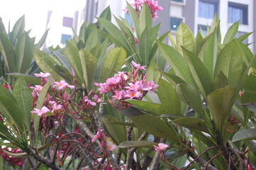 Champa flower very beautiful in the garden