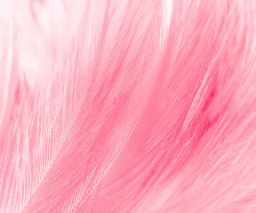 Beautiful abstract light pink feathers on white background,  white feather frame texture on pink pattern and pink background, love theme wallpaper and valentines day