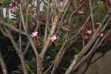 Champa flower very beautiful in the garden