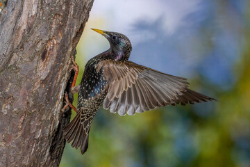 Star (Sturnus vulgaris) fliegt seine Höhle an