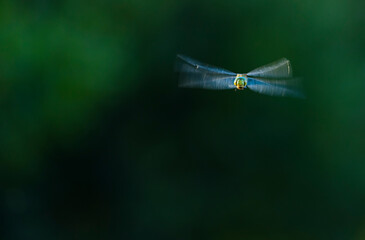 Emperor dragonfly or blue emperor (Anax imperator)