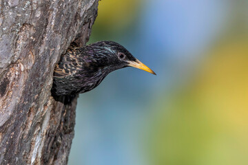 Star (Sturnus vulgaris) an seiner H&ouml;hle
