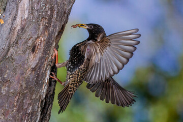 Star (Sturnus vulgaris) fliegt seine Höhle an