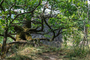 Fototapeta premium Gnarled tree on the edge of a cliff in the mountain forest.