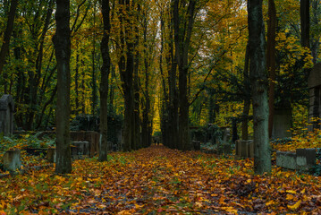 An avenue in a cemetery in autumn, autumn cemetery with many yellow leaves, Jewish cemetery in Berlin