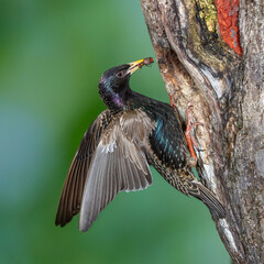 Star (Sturnus vulgaris) fliegt seine Höhle an