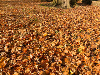 Carpet of autumn leaves on the ground in a public park. No people. Copy space.