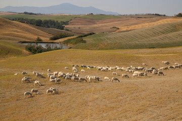 Fototapeta na wymiar View of the Tuscan Countryside in Summer, Italy