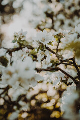 Frühling Blüten
