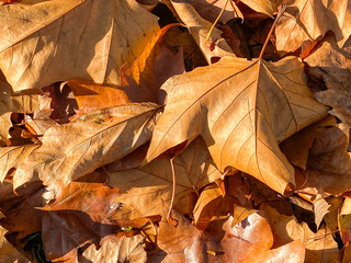 Close up of autumn leaves on the ground in a public park. No people. Copy space.
