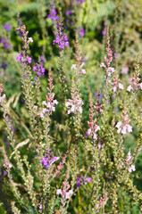 Linaria purpurea or toadflax purple and pink flowers vertical