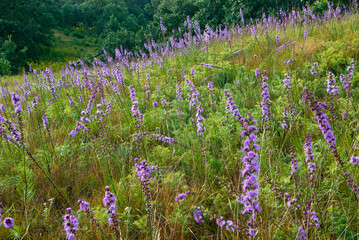 514-100 Nachusa Blazing Star