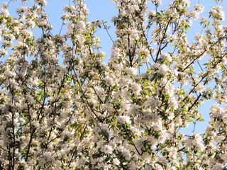 Blooming branches of an apple tree close-up