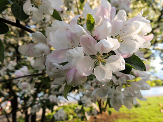 White apple blossoms close up