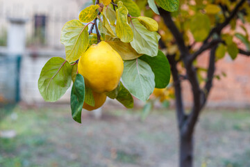 Ripe quince and yellowed leaves on the quince tree branch