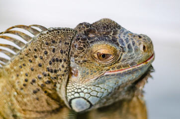 closeup view of the green iguana