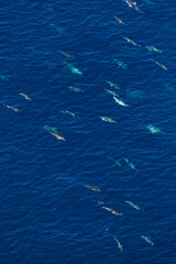 Naklejka premium Short-beaked common dolphin (Delphinus delphis), Channel Islands National Park, California, Usa, America