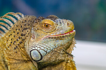 closeup view of the green iguana