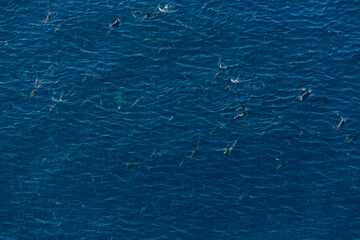 Short-beaked common dolphin (Delphinus delphis), Channel Islands National Park, California, Usa, America