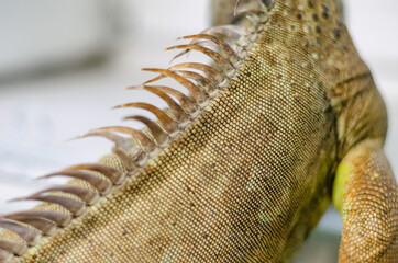 closeup view of the green iguana