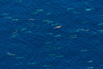 Naklejka premium Short-beaked common dolphin (Delphinus delphis), Channel Islands National Park, California, Usa, America
