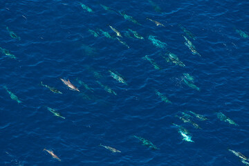 Short-beaked common dolphin (Delphinus delphis), Channel Islands National Park, California, Usa, America