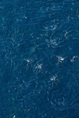 Short-beaked common dolphin (Delphinus delphis), Channel Islands National Park, California, Usa, America