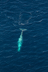 Obraz premium North Pacific right whale (Eubalaena japonica), Channel Islands National Park, California, Usa, America