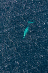 North Pacific right whale (Eubalaena japonica), Channel Islands National Park, California, Usa, America