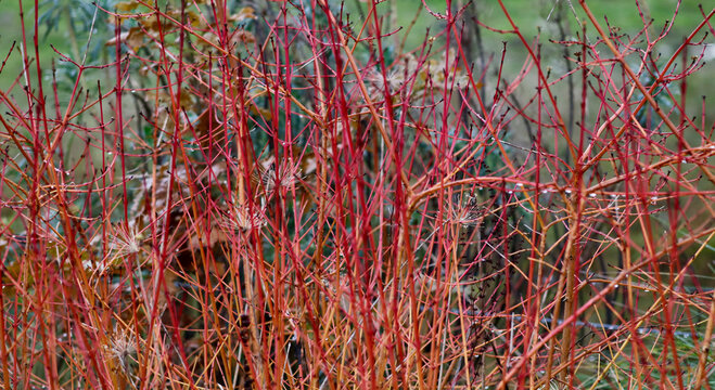 Red cornus alba showing vivid stems with no foliage in winter