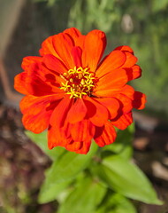 Flowers zinnia red close-up on green background