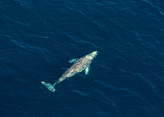 North Pacific right whale (Eubalaena japonica), Channel Islands National Park, California, Usa,...
