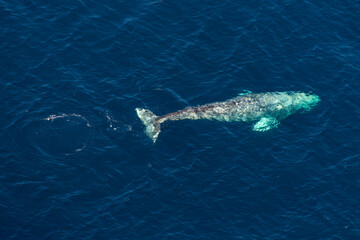 Fototapeta premium North Pacific right whale (Eubalaena japonica), Channel Islands National Park, California, Usa, America