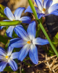 Blue flowers scilla luciliae on a flower bed closeup