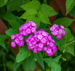 Carnation garden flower closeup