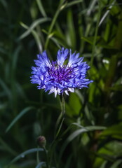 Flower cornflower closeup