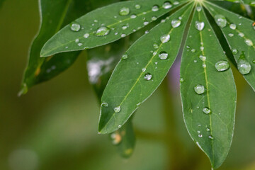 gocce d'acqua sulle foglie