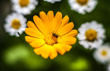 Orange calendula flower with insect closeup