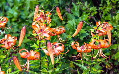 Lily flower orange closeup