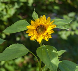 Yellow flowers sunflower closeup
