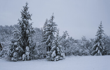 Fototapeta premium coniferous forest across blue sky. Winter forest. Season. Nature background. Christmas postcard