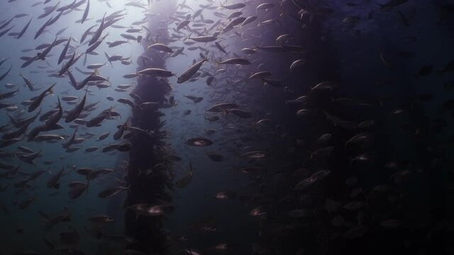Slimy Mackerel Fish School under Jetty Scomber australasicus 4k slow motion Scombridae underwater scene