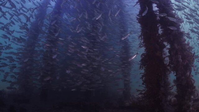 Slimy Mackerel Fish School under Jetty Scomber australasicus 4k slow motion Scombridae underwater scene