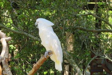 White parrot cockatoo on a tree branch in Florida zoological garden © natalya2015