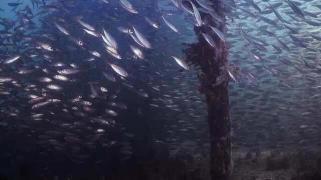 Slimy Mackerel Fish School under Jetty Scomber australasicus 4k slow motion Scombridae underwater scene