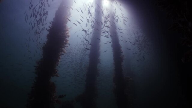 Slimy Mackerel Fish School under Jetty Scomber australasicus 4k slow motion Scombridae underwater scene