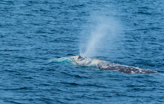 North Pacific Right Whale (Eubalaena Japonica), Channel Islands National Park, California, Usa, America